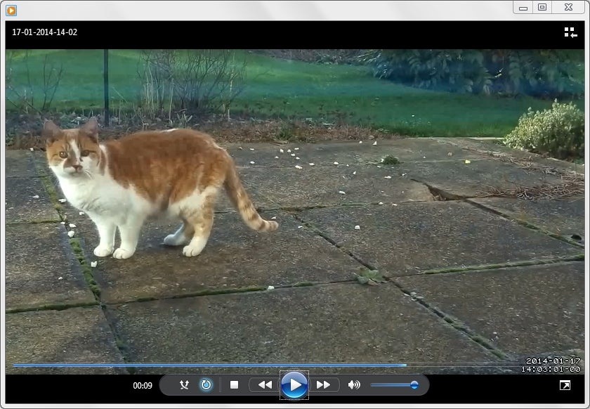 Footage captured of a cat