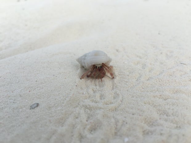 iPhone 6S Plus hermit crab