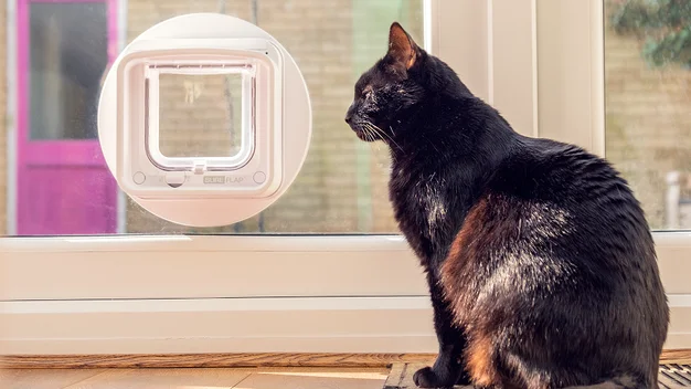 Sureflap Microchip Cat Flap Connect review Keep tabs on tabbies