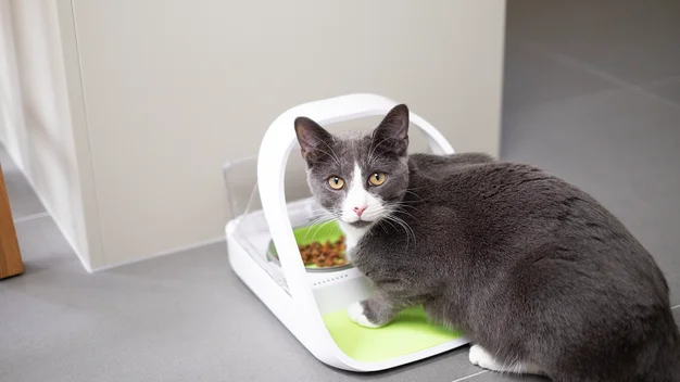 Argos microchip cat sales feeder