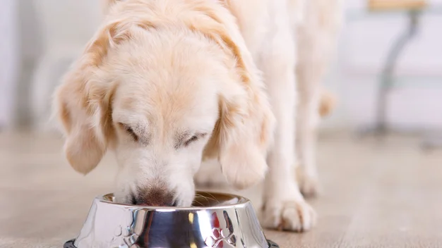 Best dog food 2024 Give your pooch the best wet and dry food