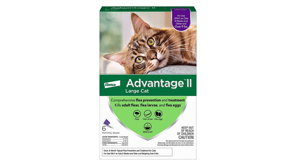 Best cat wormer 2023 Keep your cat happy, healthy and wormfree