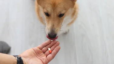 Best calming tablets for dogs header