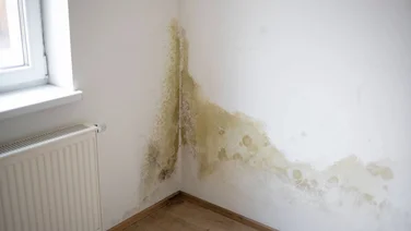 how to remove mould from painted walls 2024