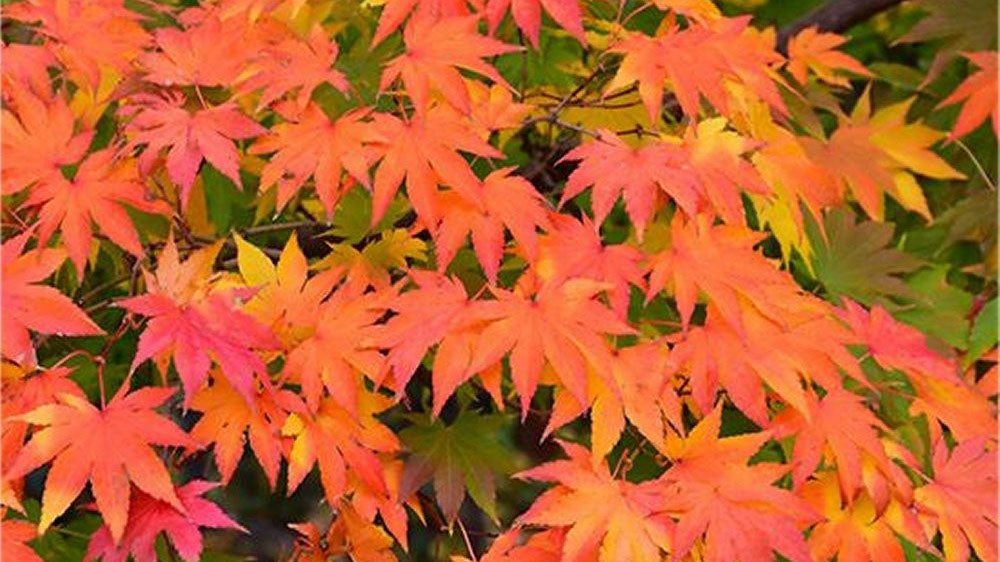 Best trees for small gardens in 2024 Give your garden a splash of colour Expert Reviews