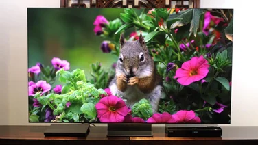 Samsung QN900D review - front view of the television with an image of a squirrel displayed on the screen