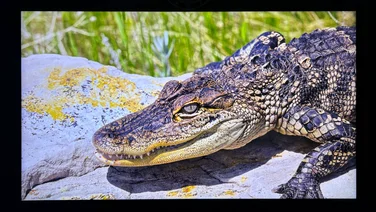 Image of the wall-mounted 85in TCL C855 with a menacing reptile displayed on the screen