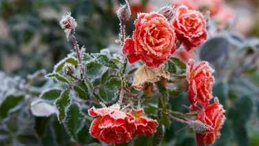 Orange-red roses covered in frost in garden