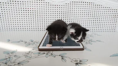 2 Kittens and iPad Air 2