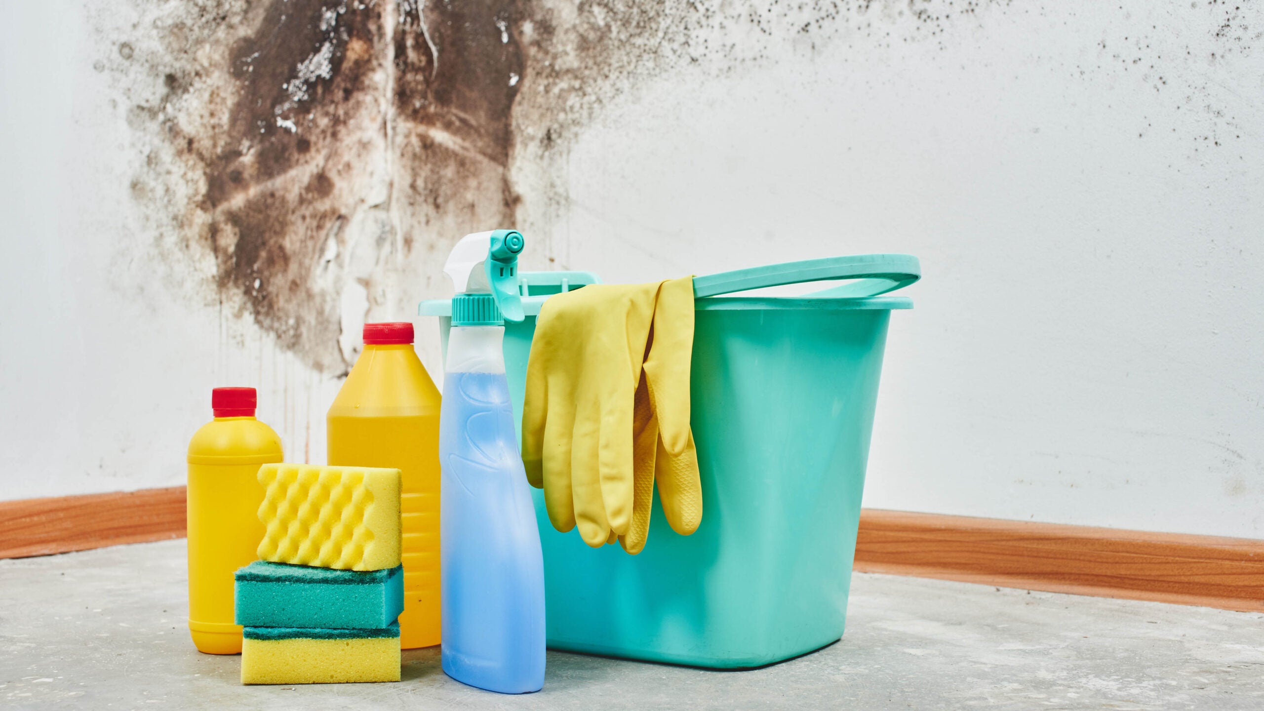 How to Get Rid of Mold Expert Reviews
