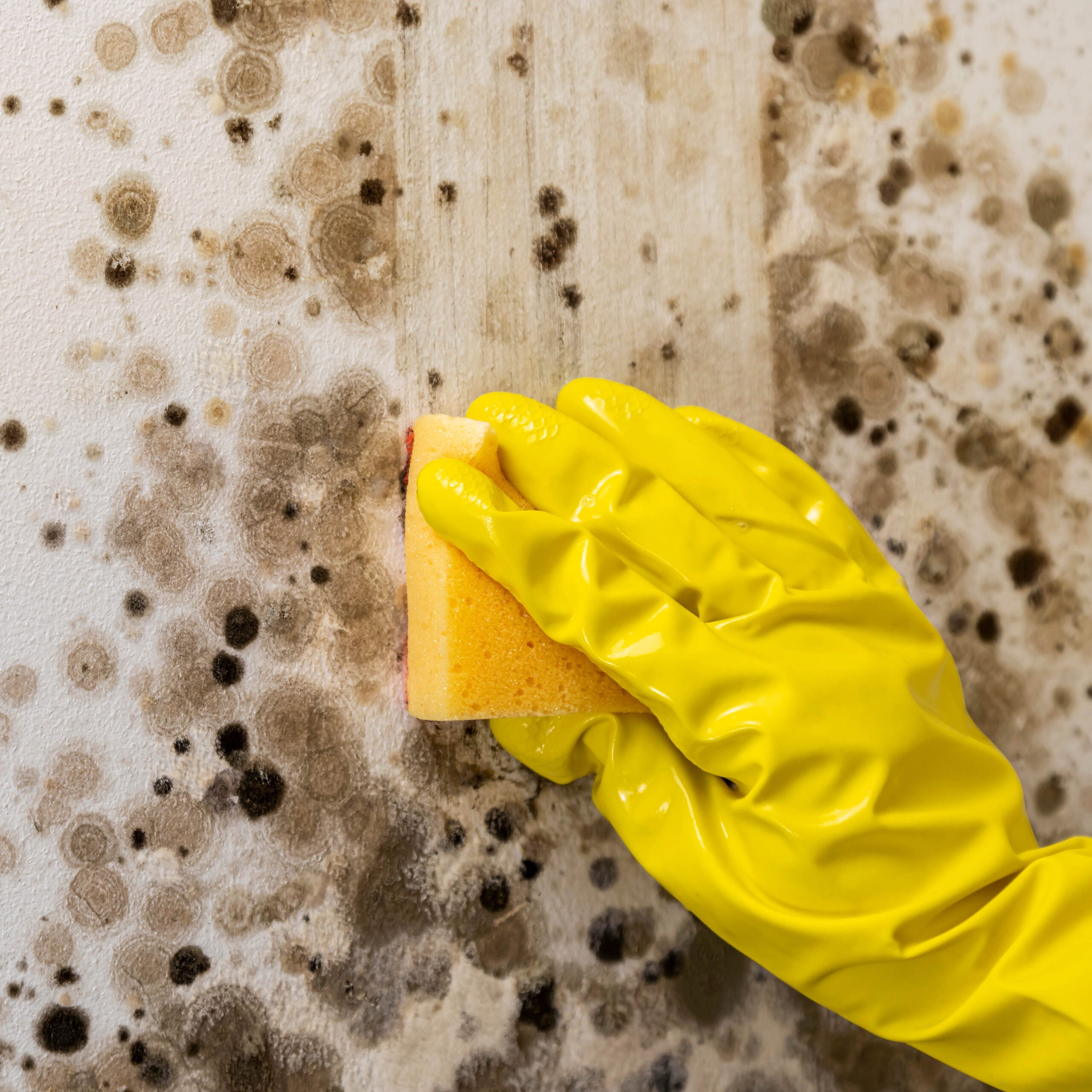 How to Get Rid of Mold Expert Reviews
