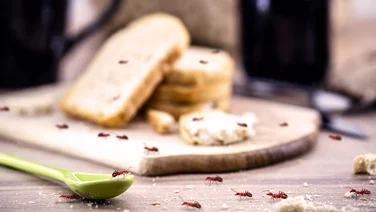 How to get rid of ants quickly and efficiently ants on a kitchen worktop over a loaf of bread