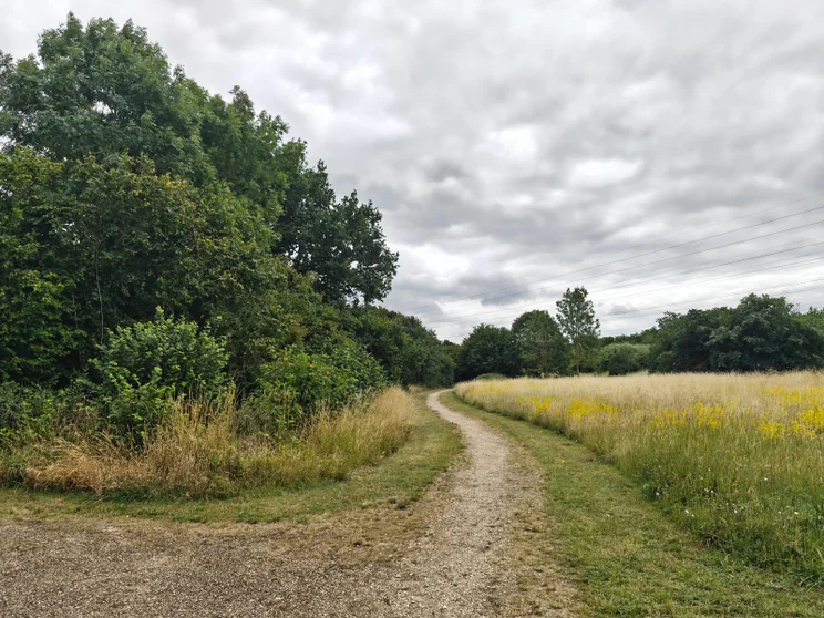 A dirt path leading alongside a meadow with trees on the left