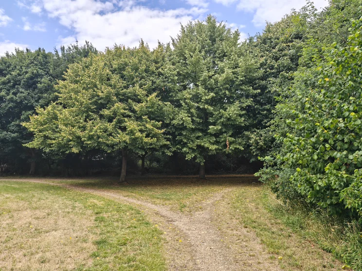 A dirt path splitting in front of a group of trees