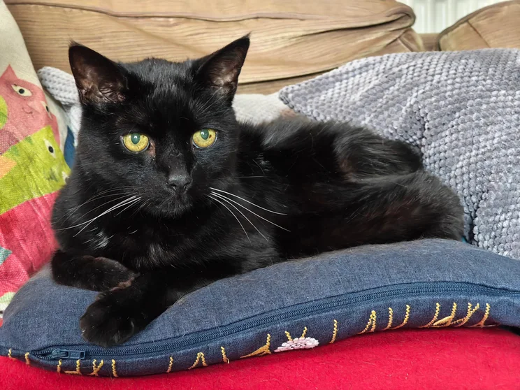 A black cat sitting on a cushion