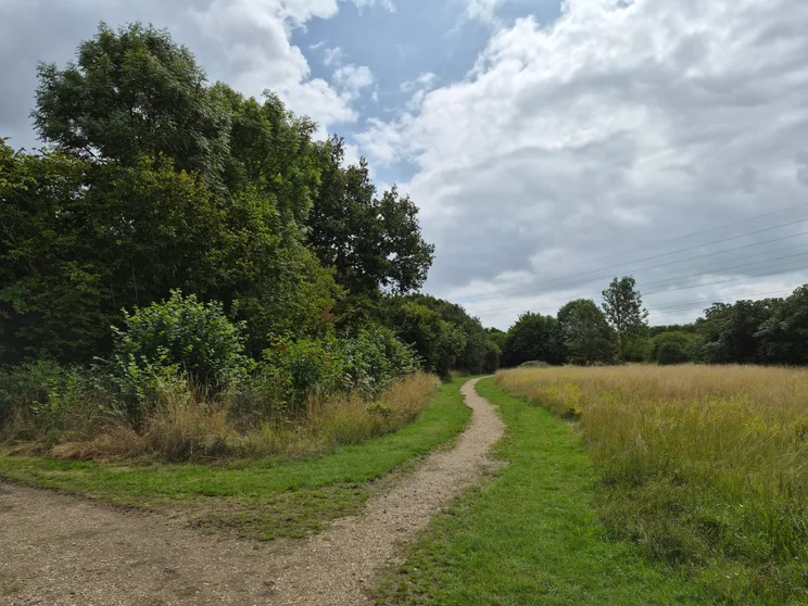 A dirt path leading alongside a meadow, trees on the left