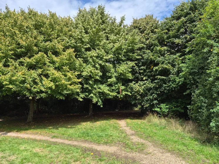 A dirt path splitting in front of a group of trees