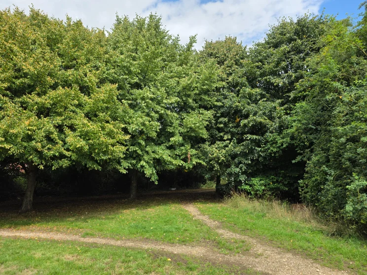 A dirt path splitting in front of a group of trees