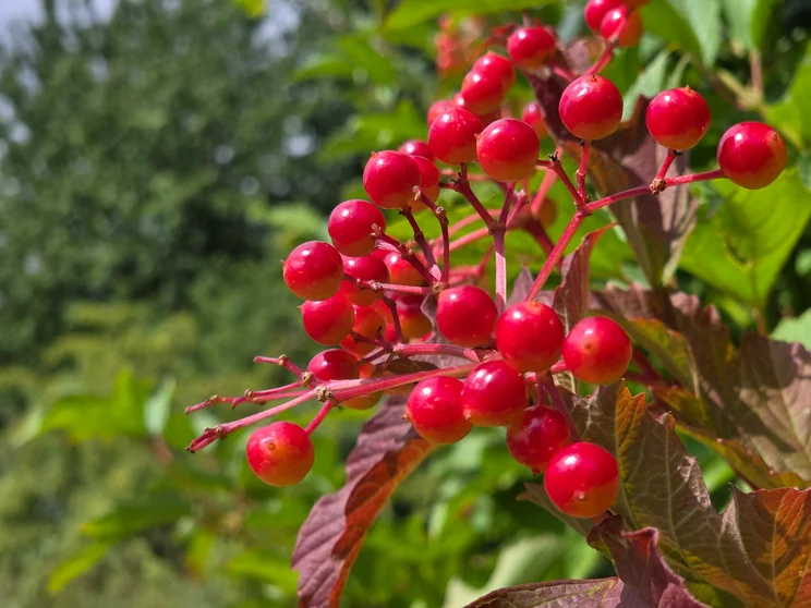 3x telephoto shot of red berries on a green bush