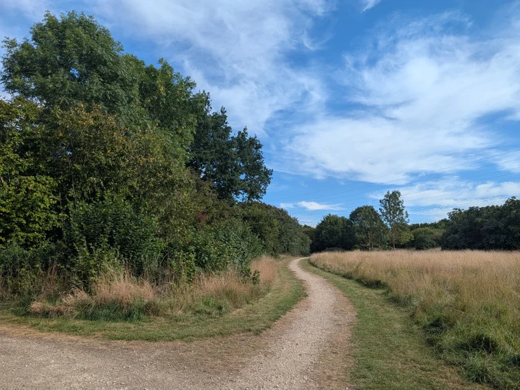 A dirt path leading alongside a meadow, trees on the left