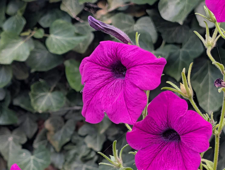 Close up of pink flowers