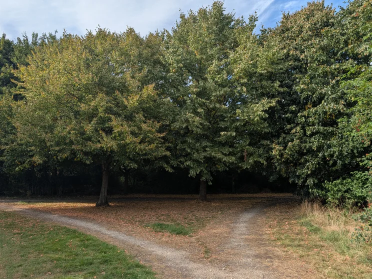 A dirt path splitting in front of a group of trees
