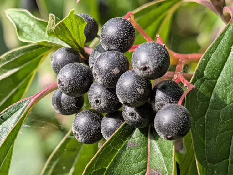 Black berries on a green bush