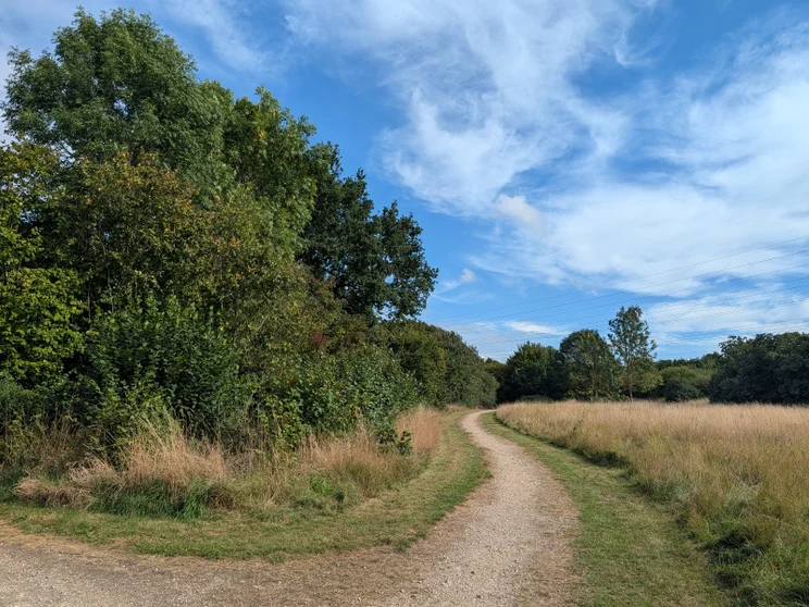 A dirt path leading alongside a meadow, trees on the left