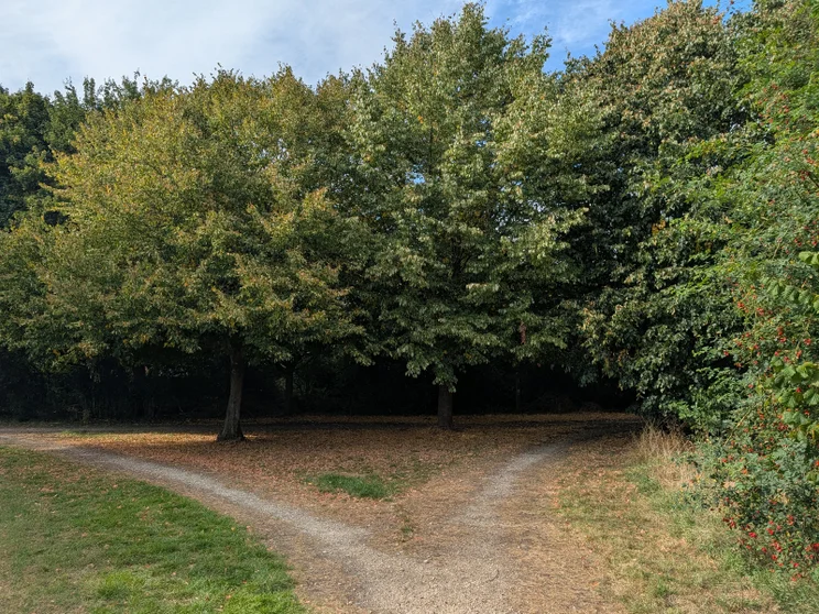 A dirt path splitting in front of a group of trees