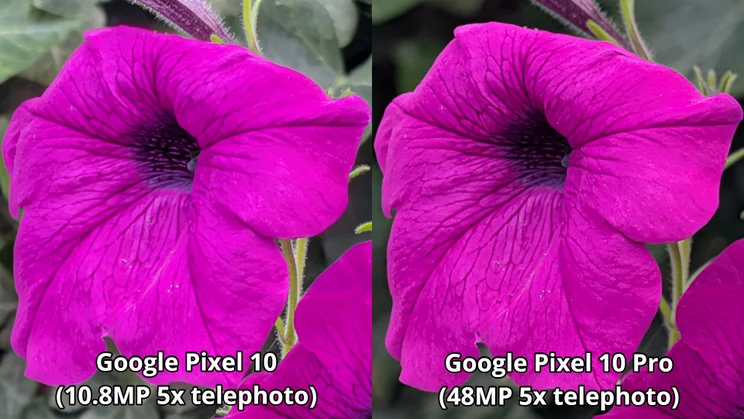 Comparison shot showing two images of the same flower, one shot on the Pixel 10, one on the Pixel 10 Pro