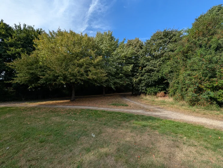Wide-angle shot of trees