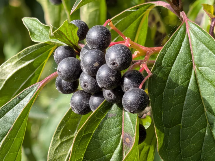 Close up of black berries on a leafy bush