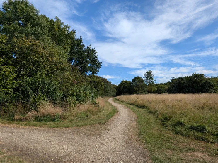 A dirt track leading alongside a meadow, trees on the left