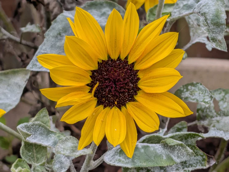 A bright yellow flower