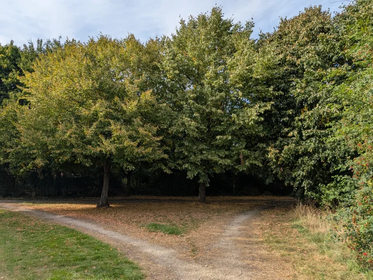A dirt path splitting in front of a group of trees