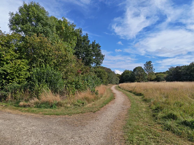 A dirt path leading alongside a meadow, trees on the left