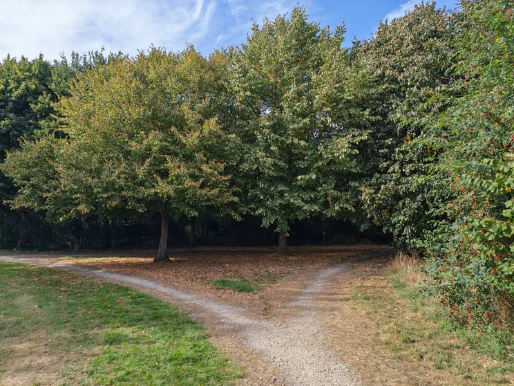 A dirt path splitting in front of a group of trees