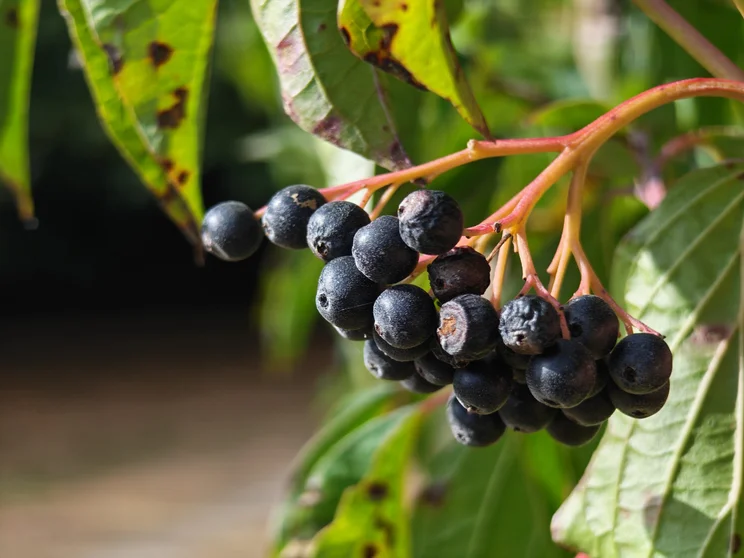 3x telephoto shot of black berries on a green bush