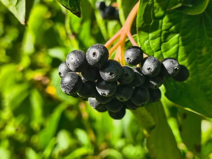 2x zoom of black berries on a bush