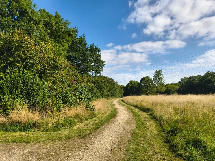 A dirt path leading alongside a meadow, trees on the left