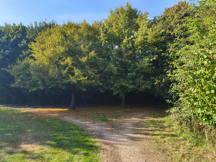 A dirt path forking in front of a group of trees