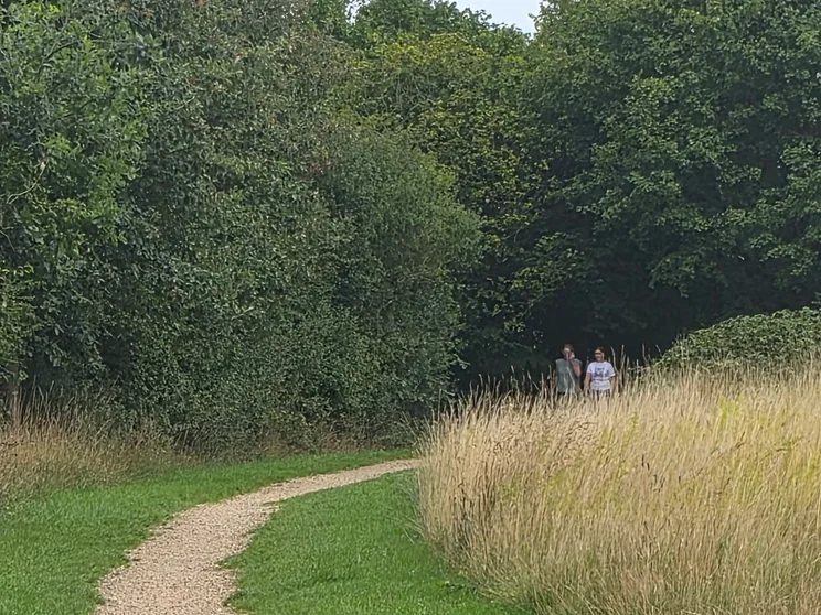 10x zoom of trees and a path leading alongside a meadow