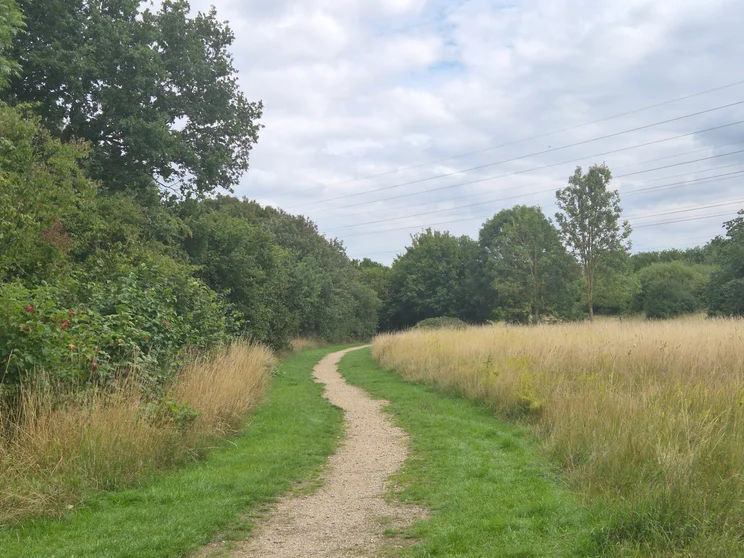 2x zoom of a country lane surrounded by trees and meadow