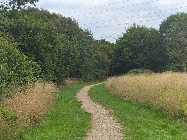 4x zoom of a country lane surrounded by trees and meadow