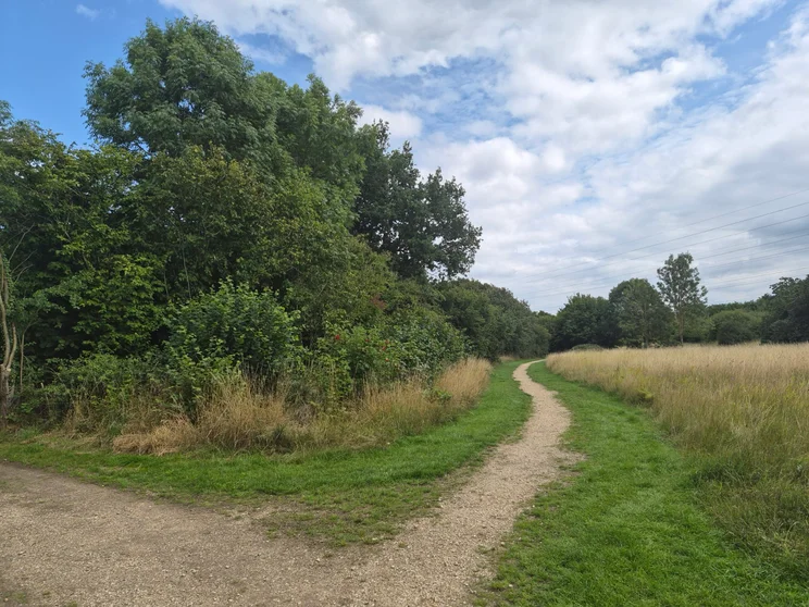 A dirt path leading alongside a meadow with trees on the left