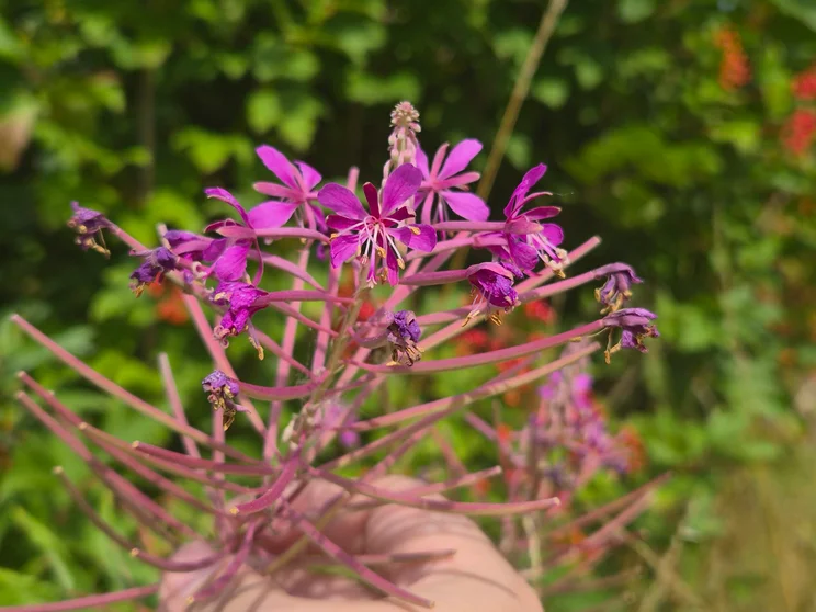 Close up of pink flowers
