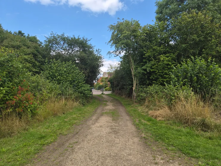 A dirt path leading between two groups of trees