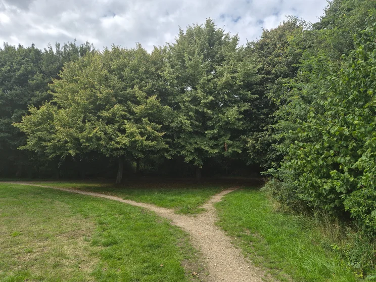 A dirt path splitting in front of some trees
