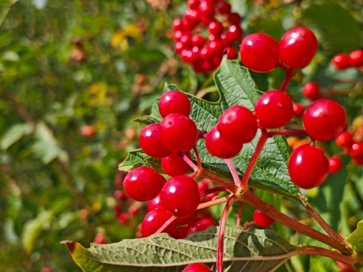 2x zoom of red berries