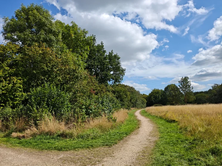 A dirt path leading alongside a meadow, trees on the left